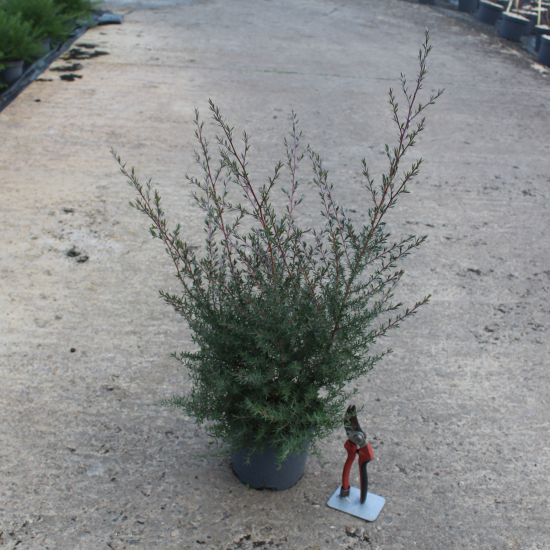 Arbre à thé 'Martini'