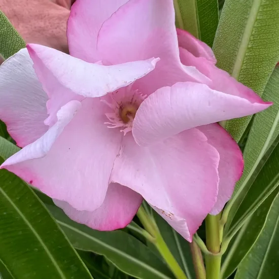 Laurier rose 'Louis Pouget' (Nerium oleander) — gros plan de fleur rose pâle et feuillage