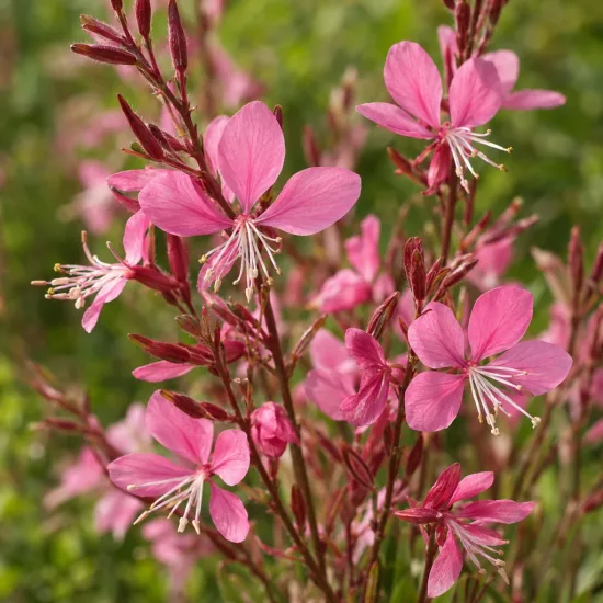 Gaura 'Gaudi medium pink' (Gaura lindheimeri) — fleurs rose vif en grappes sur tiges