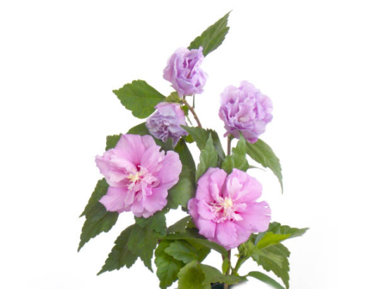 Althéa 'Lavender chiffon'
