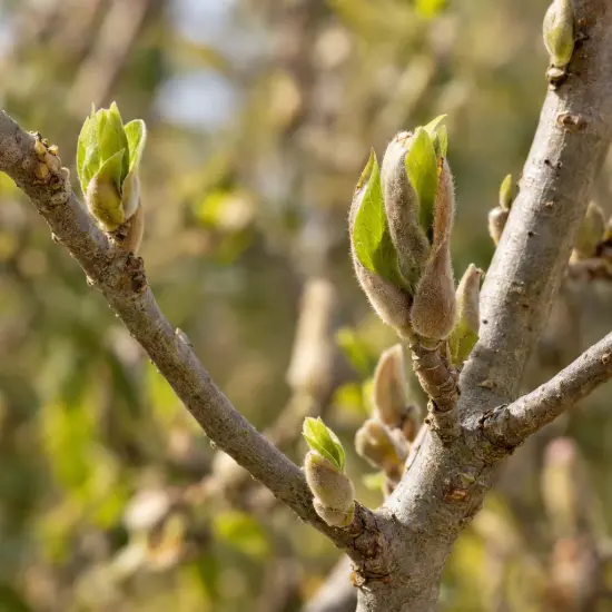 Magnolia de soulange 'Lennei rubra' (Magnolia soulangeana) — gros plan sur jeunes bourgeons et feuilles naissantes