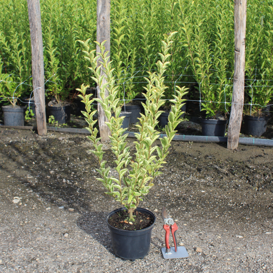 Troène doré de californie 'Aureum'