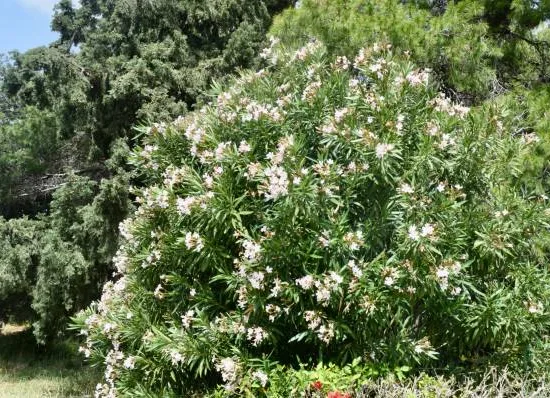 Laurier rose (blanc) — grand arbuste dense couvert de fleurs pâles