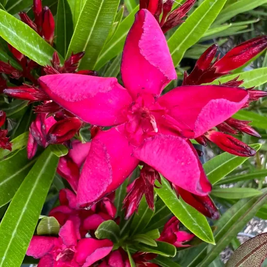 Laurier rose 'Colnem' (Nerium oleander) — gros plan sur fleurs rose vif et feuillage