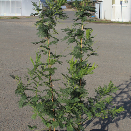 Mimosa d'hiver 'Gaulois astier'
