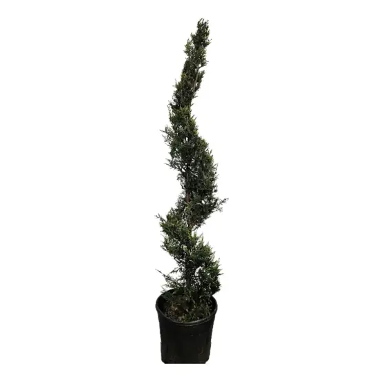 Cyprès de Leyland (Cupressocyparis leylandii) — conifère élancé taillé en spirale dans pot noir · Pot 20L