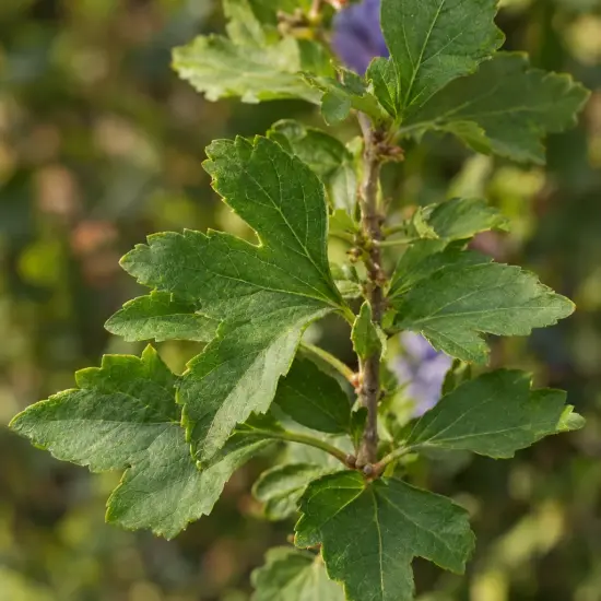 Althéa 'Sup blue' (Hibiscus syriacus) — rameau avec feuillage vert denté, fond flou