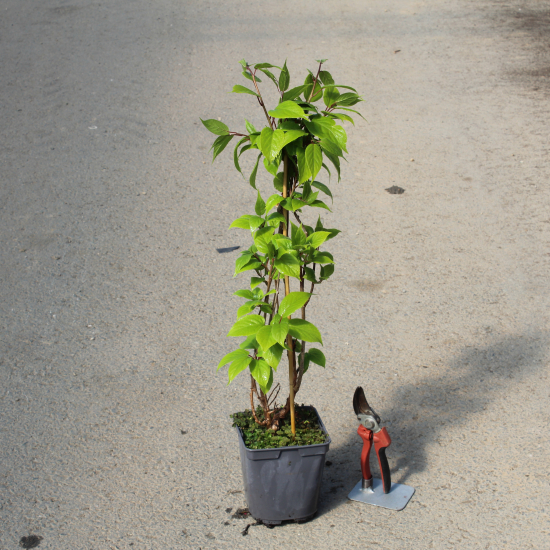 Kiwi 'Princeumbo male'