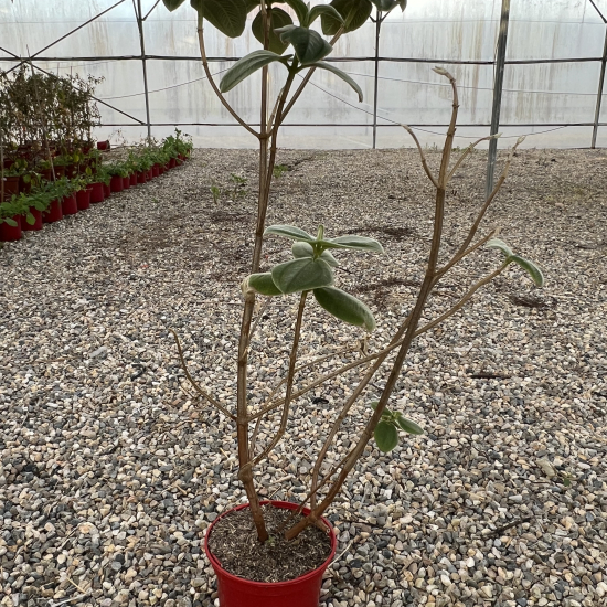 Lasiocampe 'Compacta'