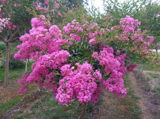 Lilas des indes 'Auguste violet'