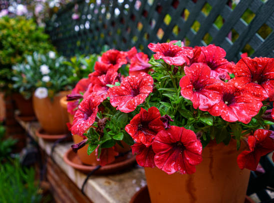 Rose de chine 'surtidos'