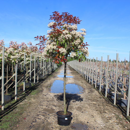 Photinia 'Red robin'