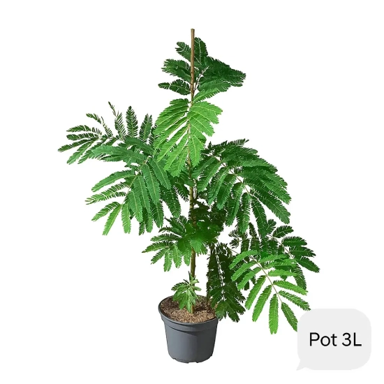 Arbre à soie Ombrella boubri