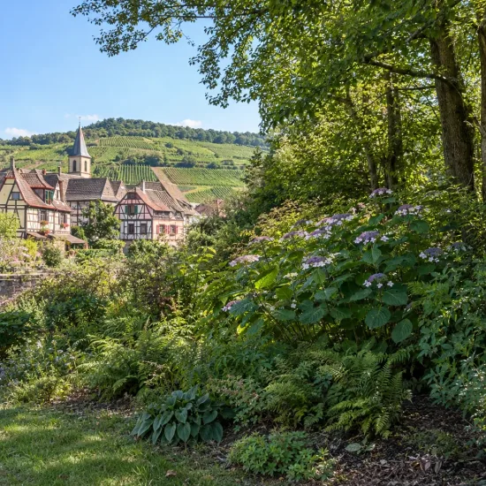 Hortensia (Hydrangea sargentiana) — massif fleuri en lisière de jardin, village au fond · Photo d'illustration