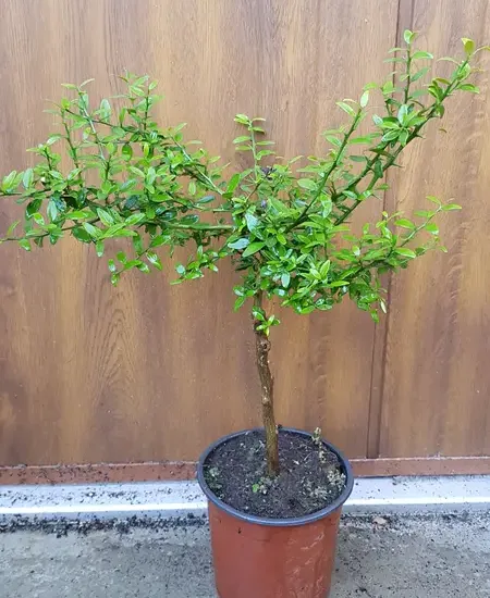 Citronnier caviar 'Rouge' (Citrus australasica) — jeune arbuste sur tige en pot noir