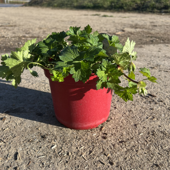 Pélargonium 'Rozane'