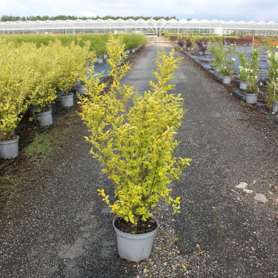 Troène doré de californie 'Aureum'