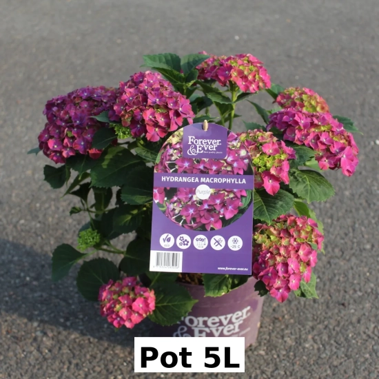 Hortensia 'Forever and ever purple'