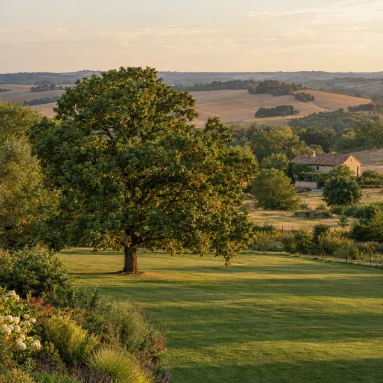 Chêne denté (Quercus dentata) — grand arbre isolé sur vaste pelouse en campagne · Photo d'illustration