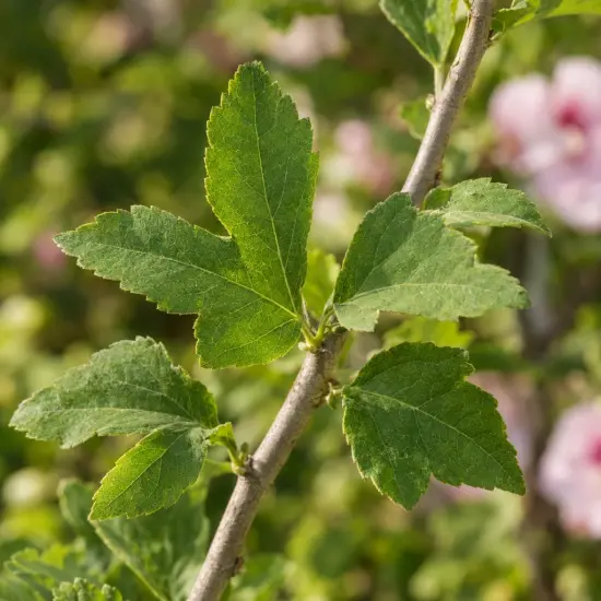 Althéa 'French cabaret pastel' (Hibiscus syriacus) — gros plan sur tige avec feuilles vertes