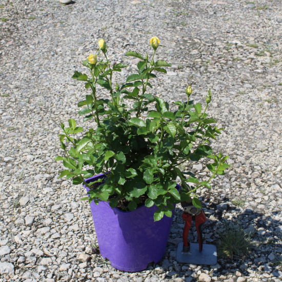 Rosier 'Yellow hammer '