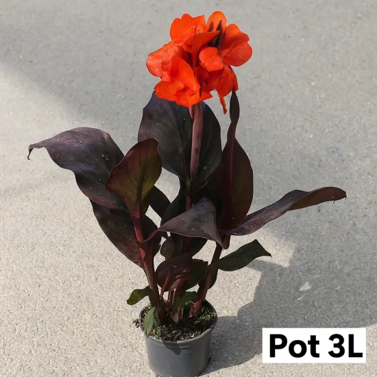 Canna 'Rouge'