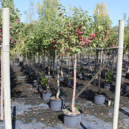 Pommier d'ornement 'Courtarou'