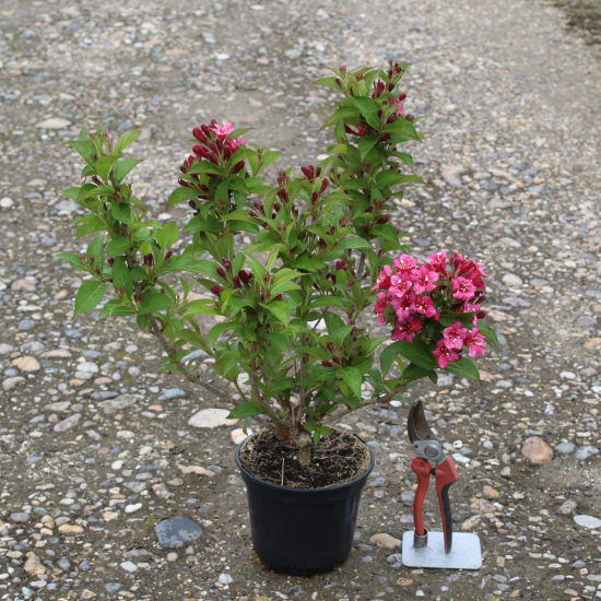 Weigelia 'Bristol ruby'