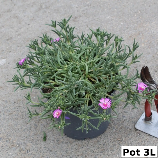 Pourpier vivace 'Violet wonder'