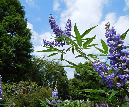 Arbre au poivre 'Laciniata'