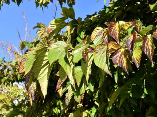 Mûrier platane sans fruit