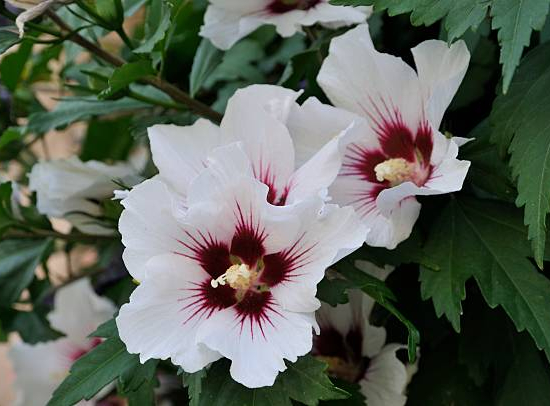 Althéa 'French point'