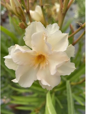 Laurier rose 'luteum Plenum'