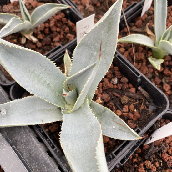 Agave  'Dragon toes'