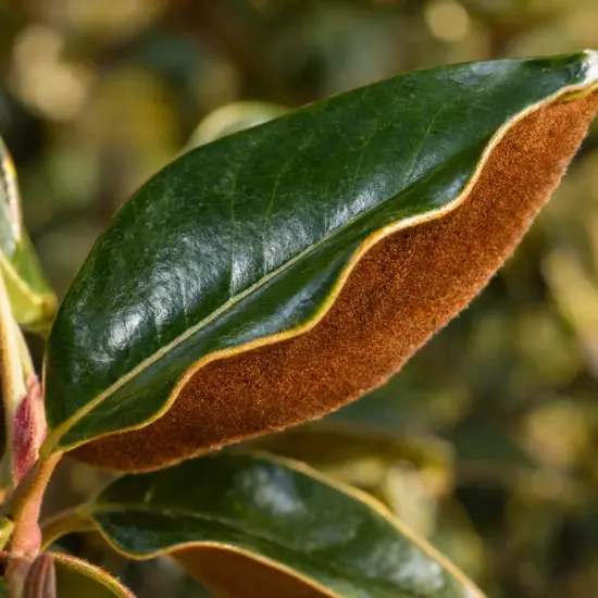 Magnolia 'Kay parris' (Magnolia grandiflora) — gros plan sur feuille luisante au revers feutré brun