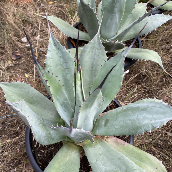 Agave  applanata