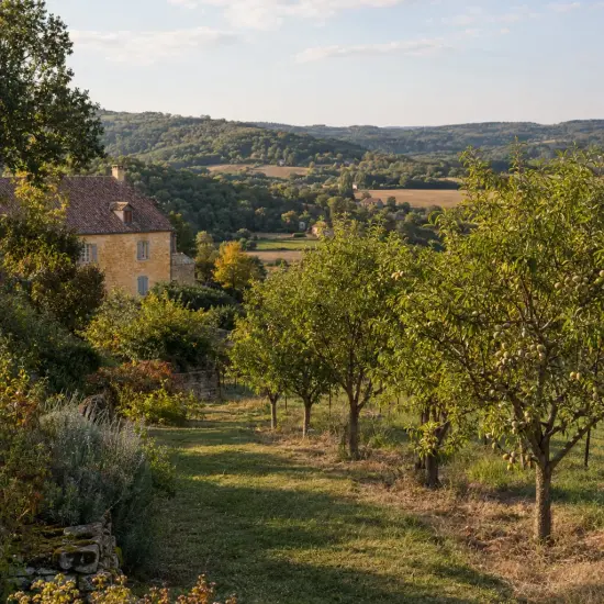 Amandier 'Supernova' (Prunus amygdalus) — alignement de jeunes arbres dans jardin rural