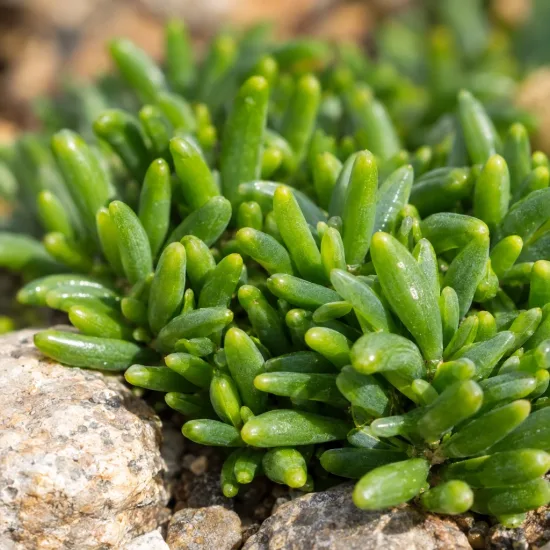 Pourpier vivace 'Bird purple' (Delosperma) — jeune coussin de feuillage vert brillant · Photo d'illustration