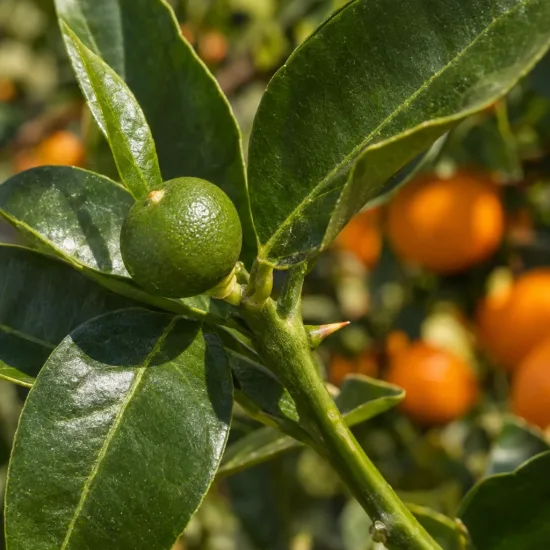 Oranger navel 'Chislett summer navel' (Citrus sinensis) — jeune agrume vert et feuillage, fruits orangés flous