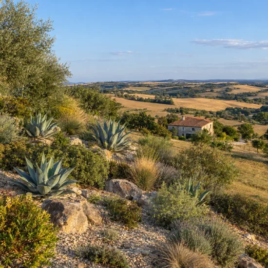 Agave de palmer (Agave palmeri) — massif de plantes succulentes sur pente rocailleuse · Photo d'illustration
