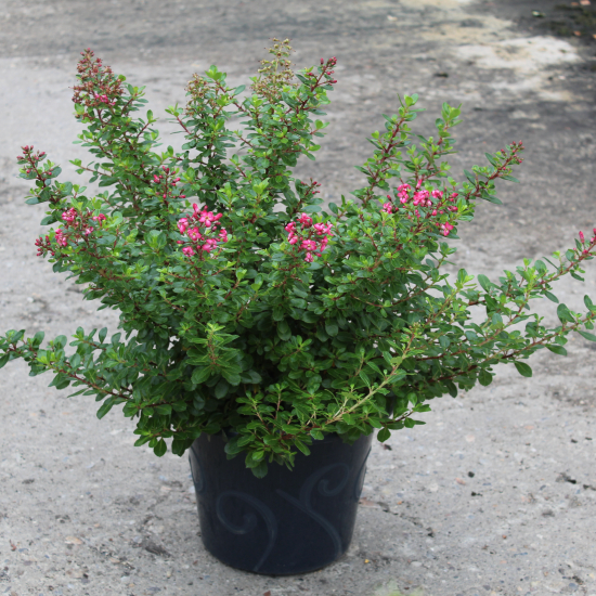 Escallonia 'Red dream'