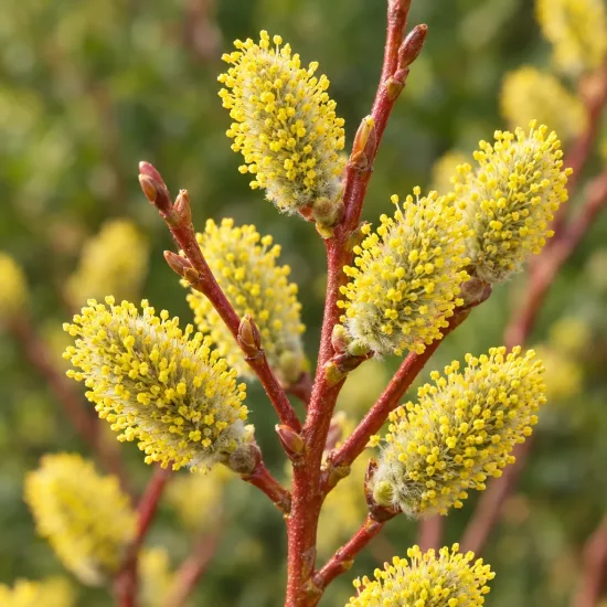Saule à oreillettes (Salix aurita) — chatons cylindriques jaunes sur rameaux rougeâtres