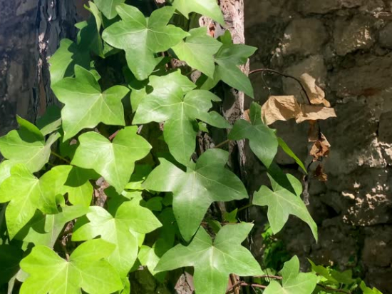 Lierre verte