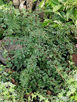 Cotonéaster 'Major'