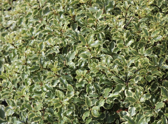 Pittospore 'Abbotsbury gold'