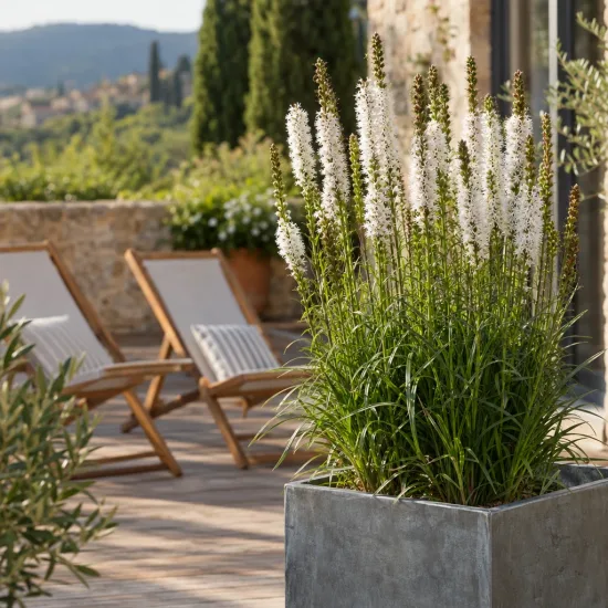 Plume du kansas 'Alba' (Liatris spicata) — touffes de hampes florales blanches en bac · Photo d'illustration