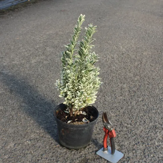 Fusain du japon 'White spire' (Euonymus japonicus) — jeune arbuste panaché en pot noir, extérieur · Pot 3L