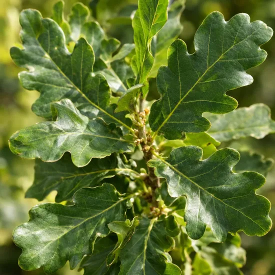 Chêne pédonculé 'Fast koster' (Quercus) — feuillage vert brillant aux feuilles lobées serrées