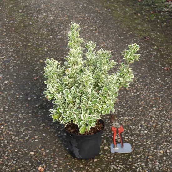 Fusain du japon 'Kathy' (Euonymus japonicus) — arbuste compact au feuillage panaché en pot noir · Pot 3L