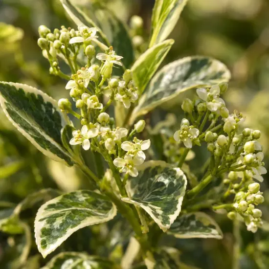 Fusain du japon 'Silver king' (Euonymus japonicus) — grappes de petites fleurs blanches et feuillage panaché